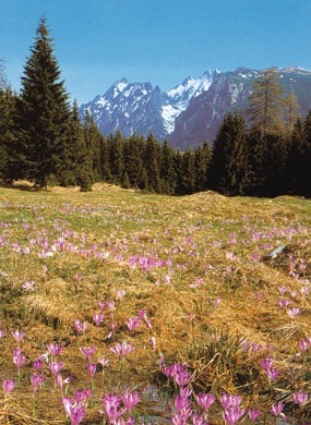 tatry